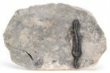 Devonian Crinoid Fossil - Issoumour, Morocco #215212-1